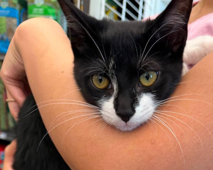 Maryland police arrest alleged bank robber wielding stolen cat: ‘Tried to use her as an accessory’