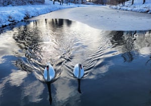 Motala, SuéciaDois cisnes mudos (Cygnus olor) no Canal de Göta após forte nevasca