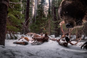 Grizzly bear looking at camera trap