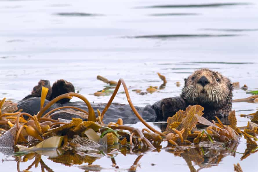 Research has found that where sea otters are present, kelp forests tend to store more carbon and are healthier.