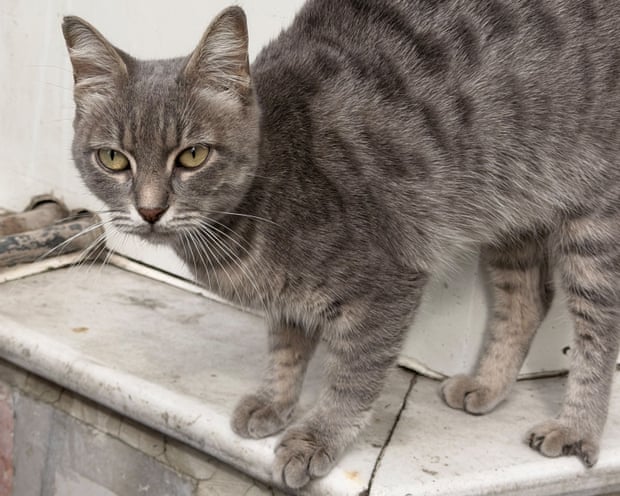One of the many cats of Istanbul