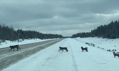 Lynx family crossing highway