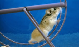 Hamster wheel