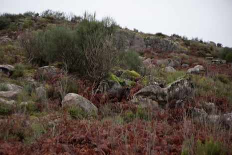 حصان جارانو يحتمي في يوم ممطر في جبل كابريرا، فييرا دو مينهو، البرتغال.