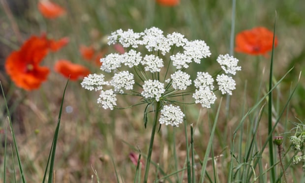 Ammi majus.