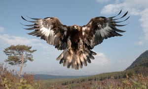 Golden eagles are among the more than 1,000 larger species under threat of imminent extinction.
