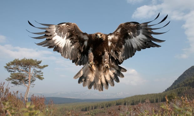 A golden eagle in Cairngorns national park, Scotland