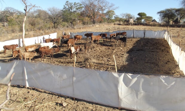 Bomas, the holding pens used to protect cattle from lions.