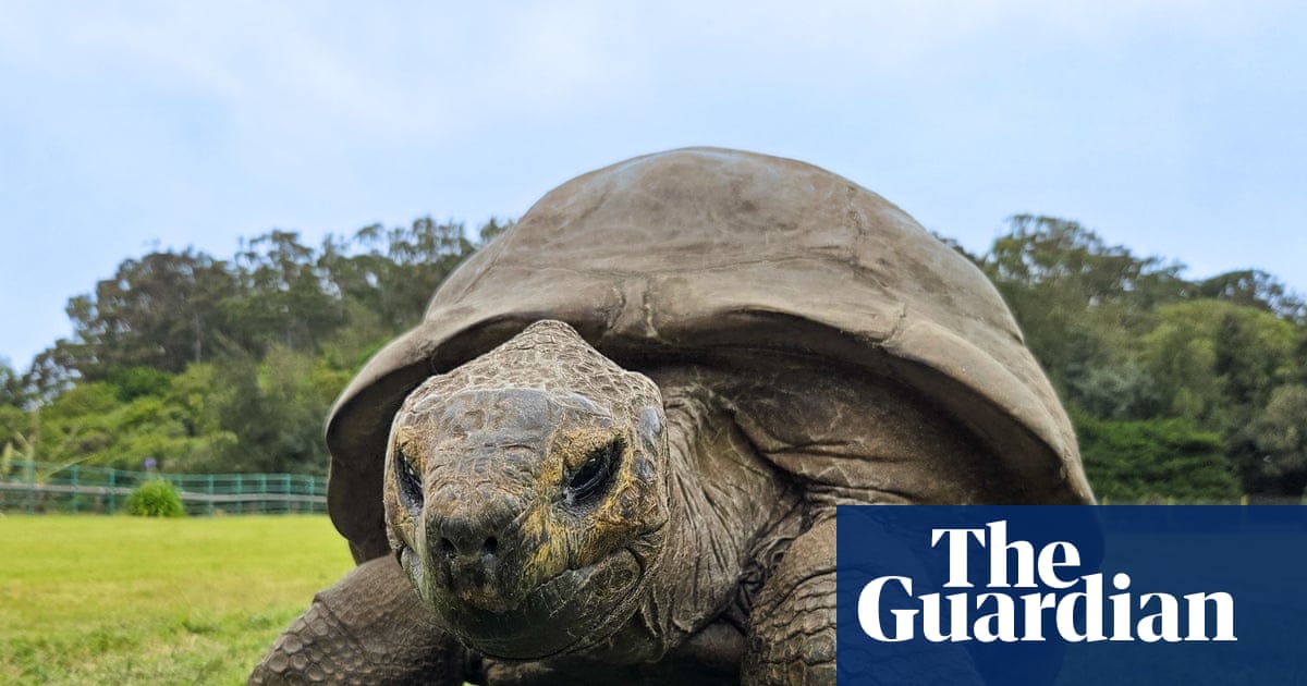 Jonathan the giant tortoise, 194, offers up insight into secrets of longevity