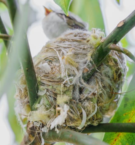 A bird stands on a nest made with pieces of plastic waste and plants