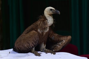 A migratory Eurasian Griffon vulture recovers at the Jivdaya Charitable Trust in Ahmedabad after being rescued by the Dhrangadhra Forest Department in Gujarat, India