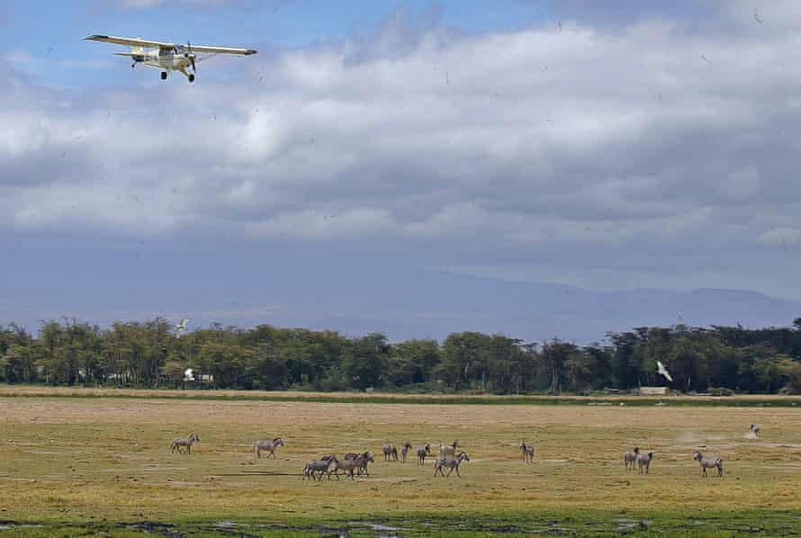 Lėktuvas skrenda virš zebrų bandos Amboselio nacionaliniame parke, Kenijoje