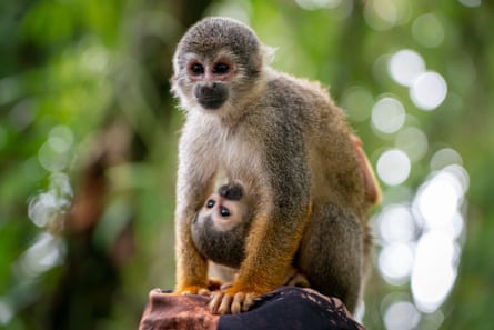 A squirrel monkey in Colombia.