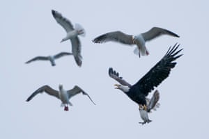 A bald eagle flying with a common murre between its claws as other birds circle on Cannon Beach, Oregon, US