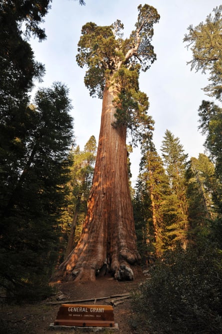 General Grant tree, world’s second-largest, is safe from