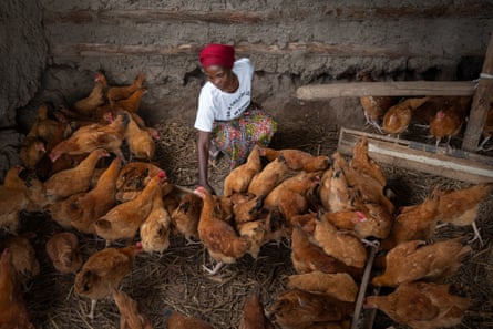 A woman feeding chickens in an outhouse.