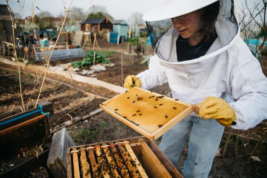 Checking an urban bee hive