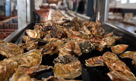 Oysters lie on a sorting belt in a factory in Cancale, France