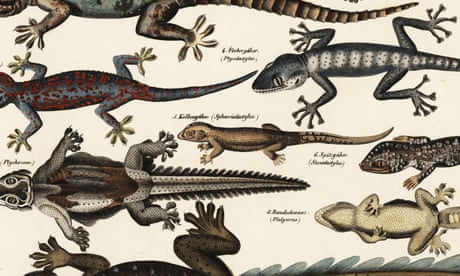 A gecko: not the hiss or croak for me | Helen Sullivan