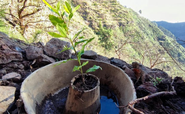 The cocoon can hold 25 liters of water and also provides shelter for the seedlings.