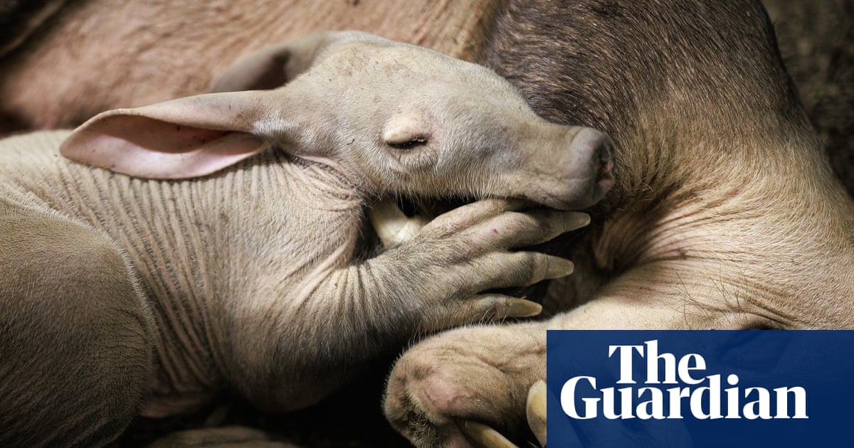 Aardvark calf born at Chester zoo is ‘doing brilliantly’ after bottle-feeding
