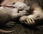 Aardvark calf born at Chester zoo is ‘doing brilliantly’ after bottle-feeding