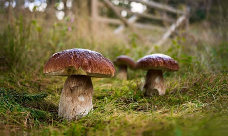 Wild mushrooms in a field
