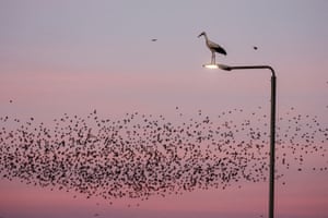 A stork rests on a road light as starlings fly at the sky behind it near the southern city of Beer Sheva, Israel