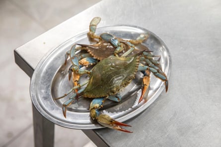 A blue crab
