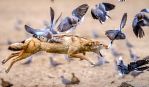 A jackal surrounded by doves leaps for a meal at the Kgalagadi game reserve in Botswana. It is difficult for animals to survive in this part of south Africa, so this jackal is one of a few that’s learnt how to catch birds