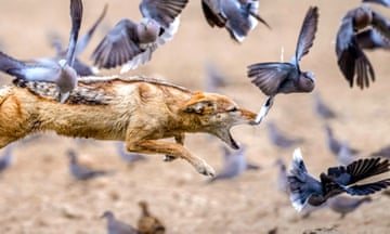 A jackal surrounded by doves leaps for a meal, South Africa