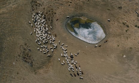 Drone view of goats grazing on a parched landscape near an artificial pond