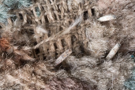 Close up of moth pupae in a carpet that has been eaten bare in places