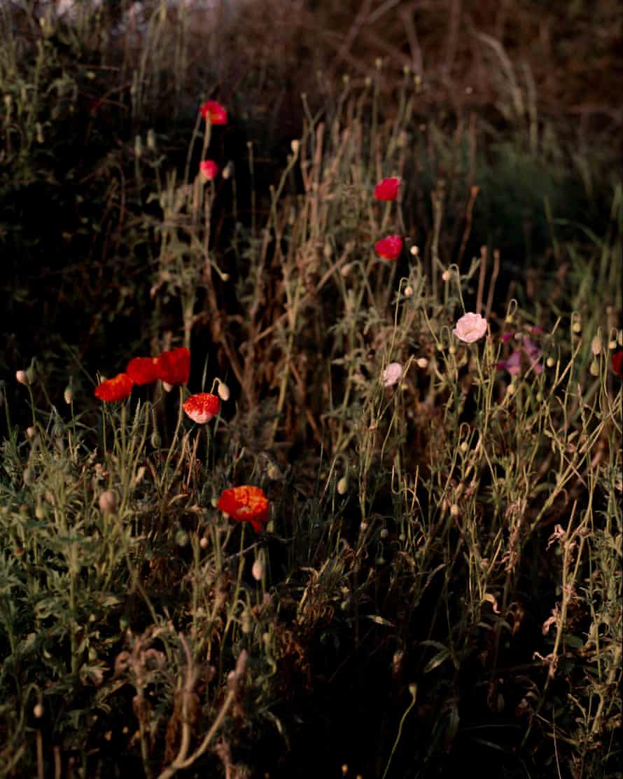 Poppies, from the series Land Loss (2020)