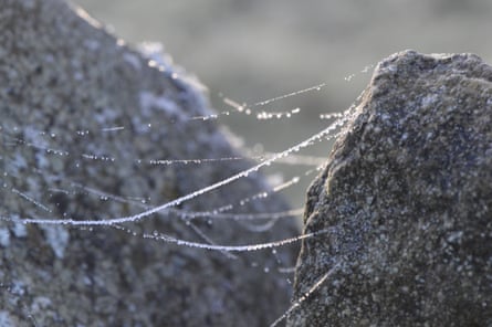 A spider’s strand is a shining line of LED lights