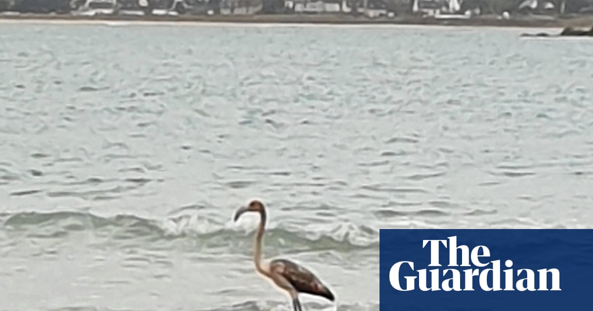 Frankie the missing flamingo ‘spotted’ 100 miles from Cornwall in Brittany