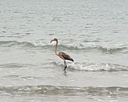 Flamingo in water as small waves break