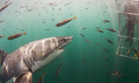 Great white shark investigating cage diver, Seal Island, False Bay, South Africa.