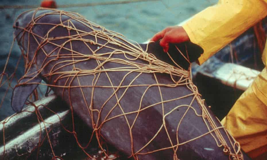 A dead vaquita porpoise entangled in an illegal gillnet used to catch totoaba, a large marine fish.