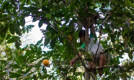Edmilson Estevão climbs a mature cacao tree to pick the fruit.
