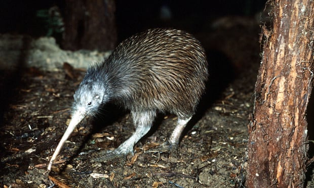 New Zealand’s iconic kiwi bird. Photograph: SUB/AP
