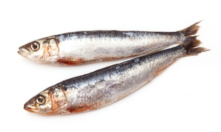 Sardines: if you must eat fish, a more sustainable option than tuna.