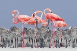 Pink flamingo feeding their young by Alejandro Prieto Rojas, Mexico, gold award and Bird Photographer of the Year 2017 winner in the best portrait category