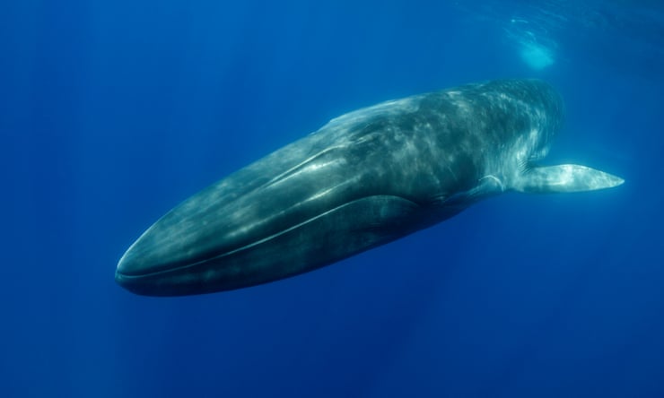 Iceland’s president urged to intervene over licence for Europe’s last whaler Iceland’s president urged to intervene over licence for Europe’s last whaler