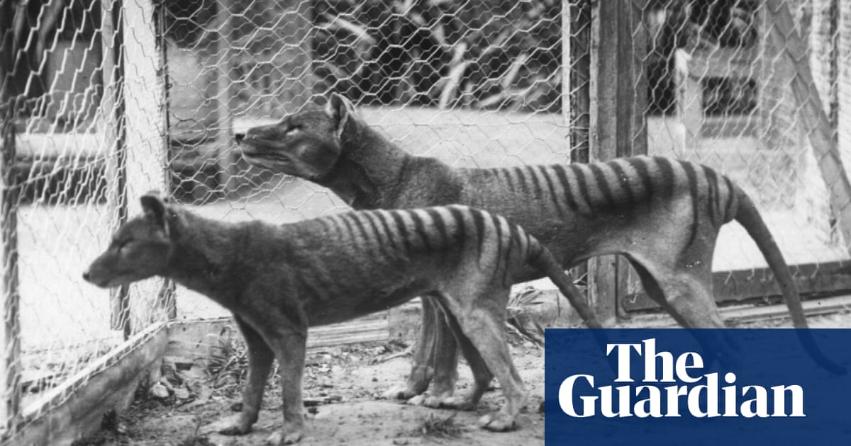  Tasmanian  tiger  sightings  I represent 3 000 people who 