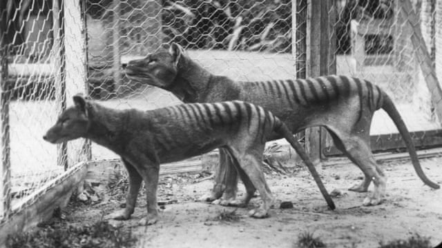 sightings of extinct tasmanian tiger prompt search in queensland
