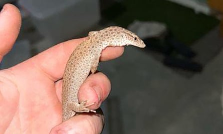 A lizard in a hand, part of an alleged shipment to Hong Kong