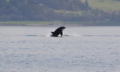 Orca on River Clyde