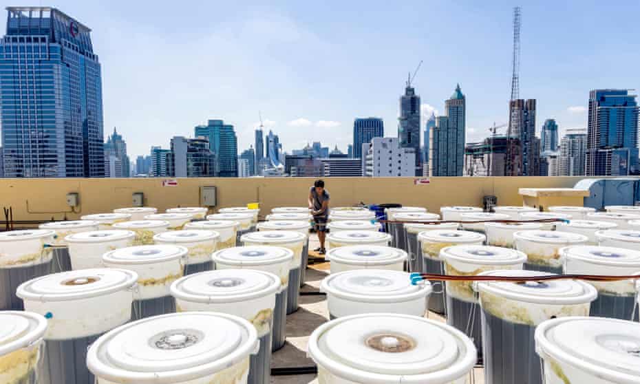 Barrels of spirulina on the rooftop of the Hotel Novotel Bangkok on Siam Square, Thailand. The spirulina is produced on the roof of the hotel in an urban farm run by EnerGaia, a Thai start-up company specializing in producing sustainable algae products.