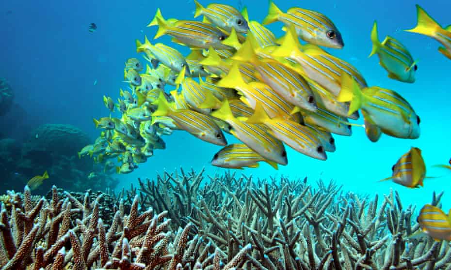 A school of fish on the Great Barrier Reef which has had a problem with coral bleaching